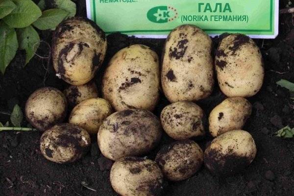 Сорт картофеля гала – характеристика, описание, вкусовые качества, отзывы