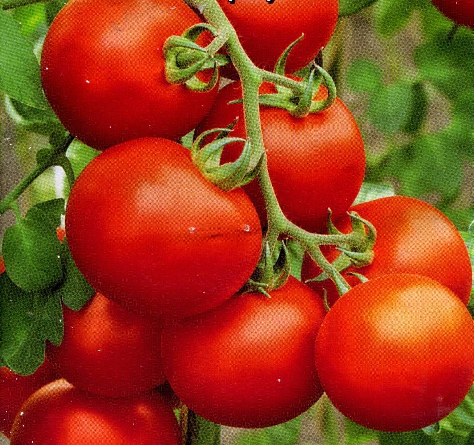 Томат северный румянец: характеристика и описание сорта, отзывы об урожайности, видео и фото помидоров