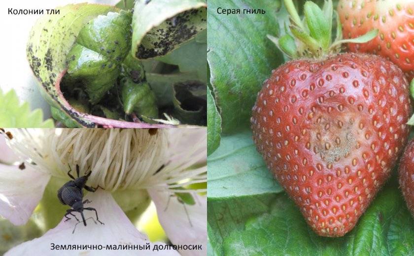 Клубника мармелада: описание сорта, особенности выращивания