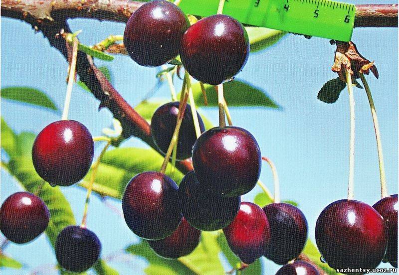 Описание и характеристика вишни сорта харитоновская, посадка и уход