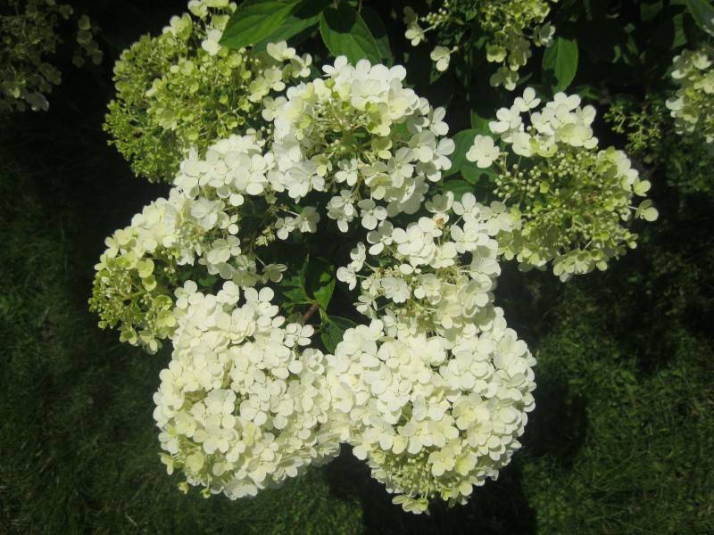 Описание сорта бомбшелл (hydrangea paniculata bombshell) метельчатой гортензии