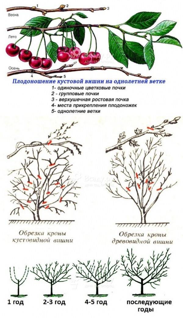 Сорта черешни для сибири, урала и других регионов россии: названия и описание с фото