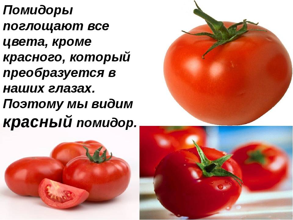 Почему томаты. Чем полезен помидор для организма человека. Почему помидор красный. Информация о помидоре. Стишок про томат.