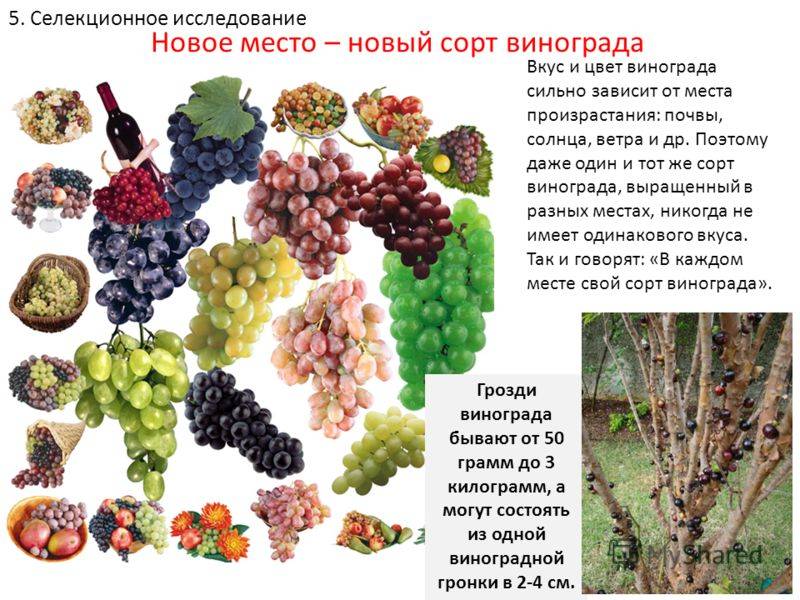 Виноград тайфи: описание сорта, фото, виды: розовый и белый, польза и вред