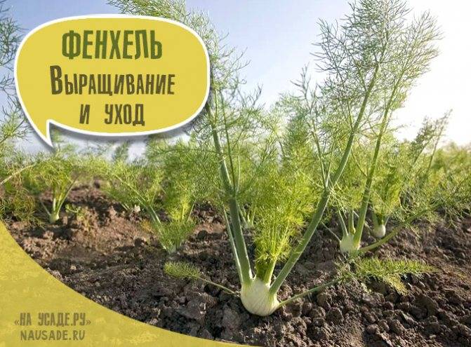 ᐉ растение фенхель: выращивание из семян в открытом грунте, фото, полезные свойства - roza-zanoza.ru