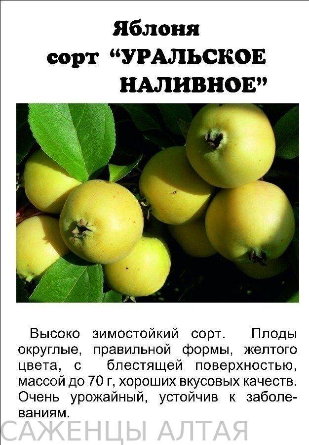 Уральская наливная яблоня: фото и описание сорта selo.guru — интернет портал о сельском хозяйстве
