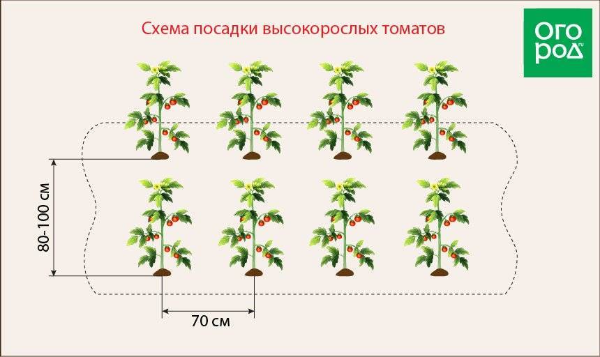 Посадка помидор в теплице: какое расстояние между помидорами должно быть, схема, фото » eтеплица