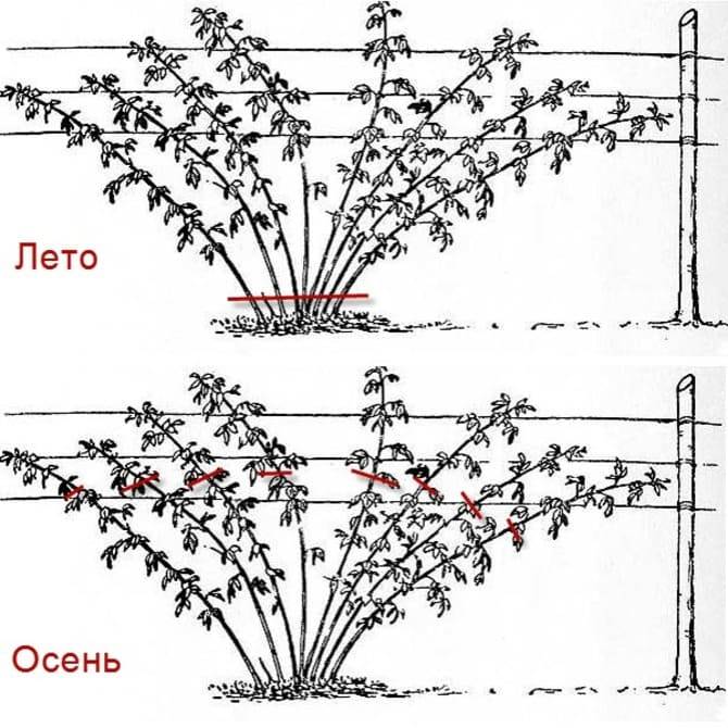 Схема ухода за малиной с весны до осени