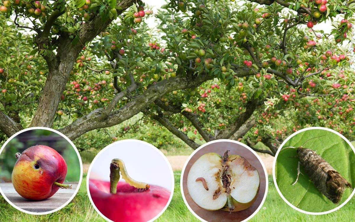 Яблоневая плодожорка, описание и меры борьбы
