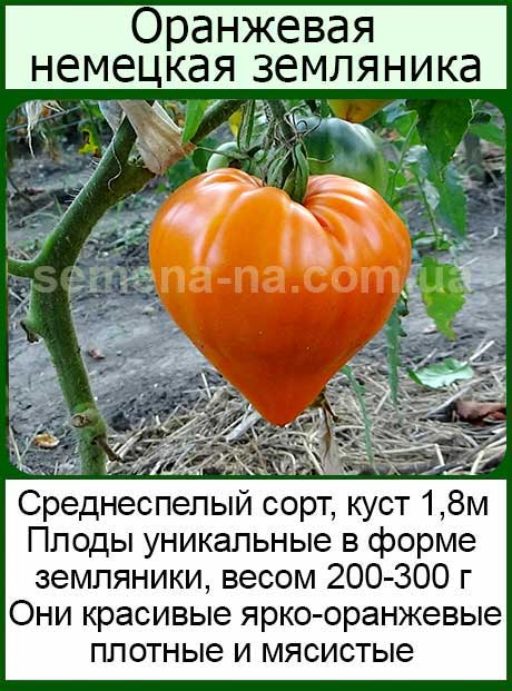Томат оранжевая клубника: характеристика и описание сорта, отзывы, фото, урожайность