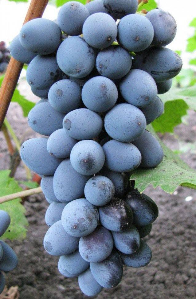 Обрезка винограда юпитер - дневник садовода semena-zdes.ru