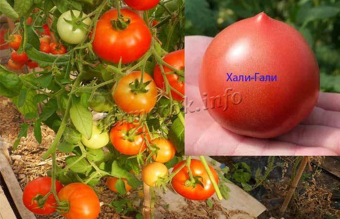 Описание сорта томата хали-гали, его характеристика и урожайность