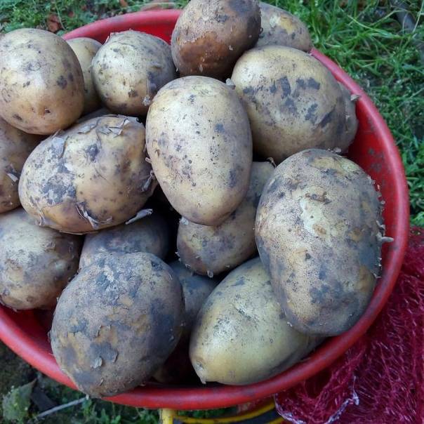 Картошка гала: описание сорта, фото и отзывы
