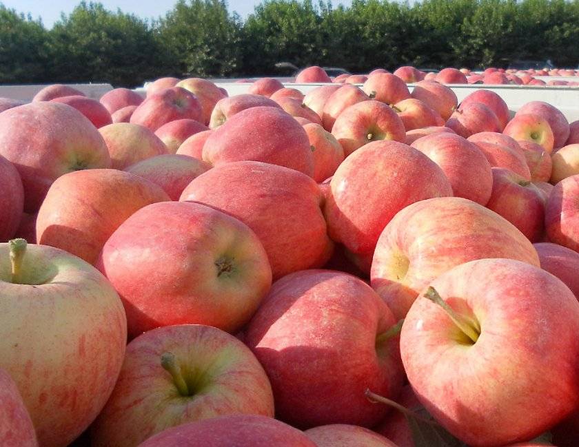 Яблоки сорта гала, особенности выращивания и уход за яблоней