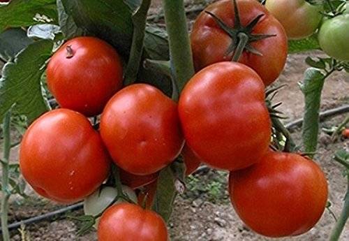 Хотите получить помидоры с грядки раньше всех — выбирайте правильные сорта, отличный вариант — томат любаша