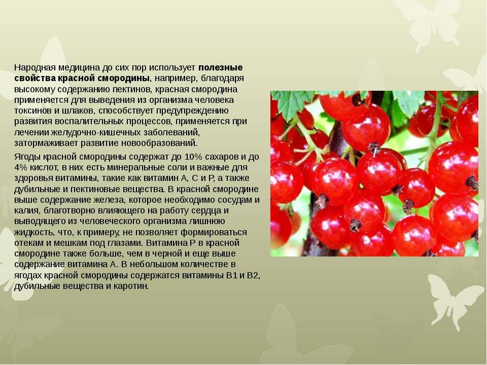 Смородина красная полезные свойства и противопоказания. применение красной смородины | здоровье человека