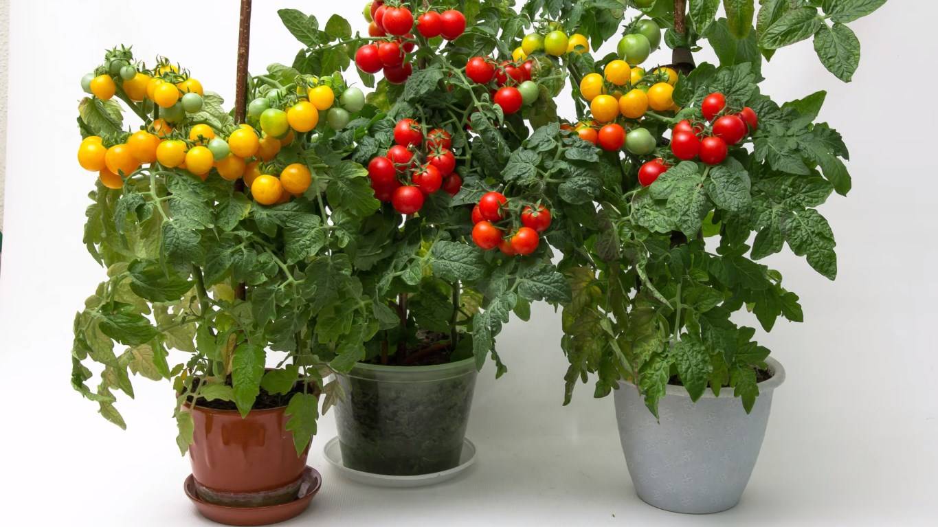 Как вырастить рассаду томатов в домашних условиях: пошаговая инструкция с фото и видео
