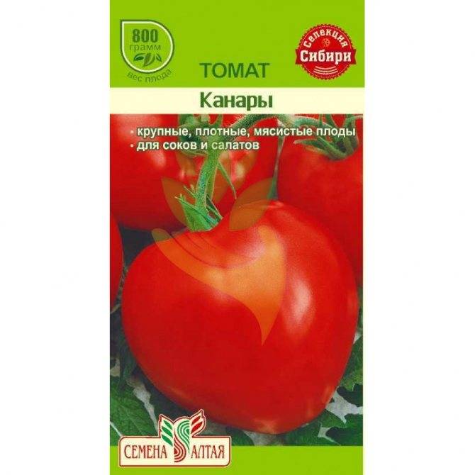 Описание северного гибридного томата Канары, выращивание и уход за растением