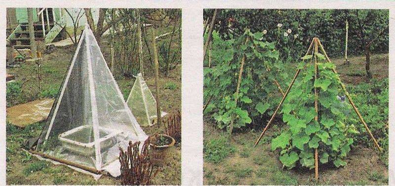Выращивание огурцов на вертикальных грядках, сделанных своими руками