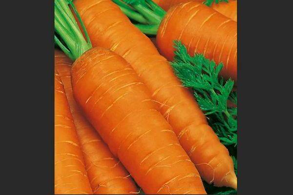 50 лучших сортов моркови с описаниями и характеристиками