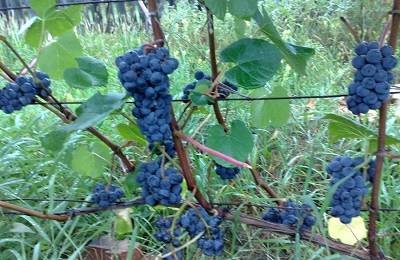 Виноград зилга: описание сорта и характеристика, агротехника выращивания
