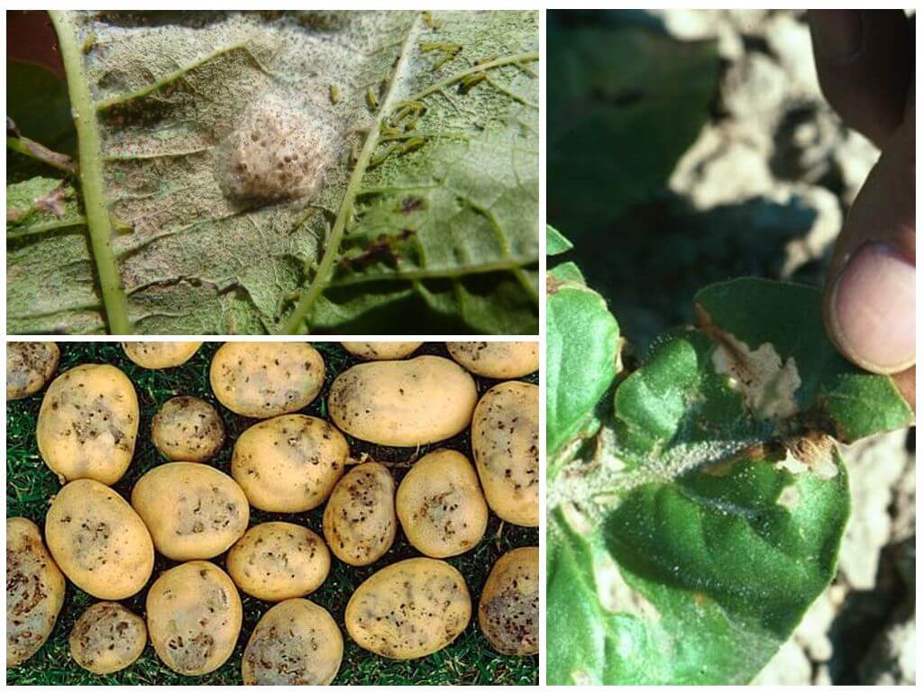 Как бороться с картофельной молью, описание вредителя, меры защиты при хранении
