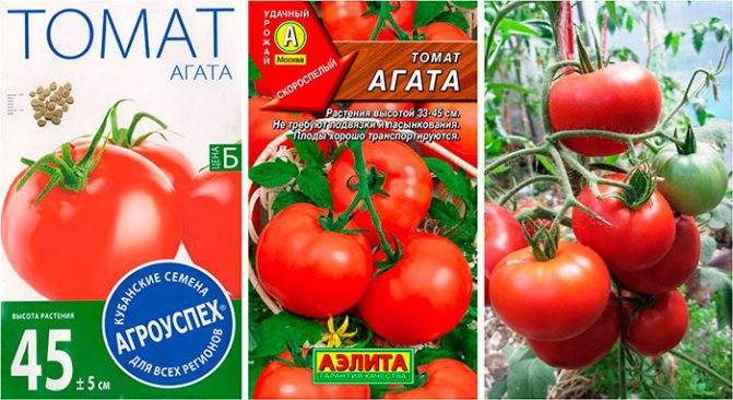 Томат агата: описание и характеристика сорта, особенности выращивания, отзывы, фото