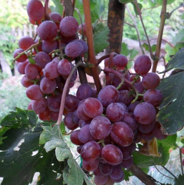 Сорт винограда «виктория» описание и фото