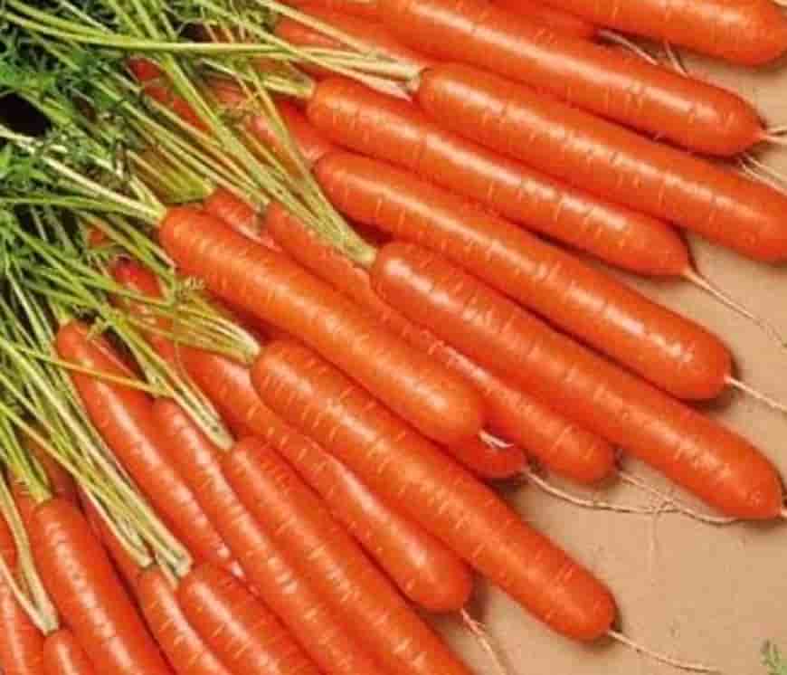 Лучшие сорта моркови для средней полосы. Морковь Каротан. Морковь Карамелька 2гр/10. Морковь семена лучшие. Столовые сорта моркови.