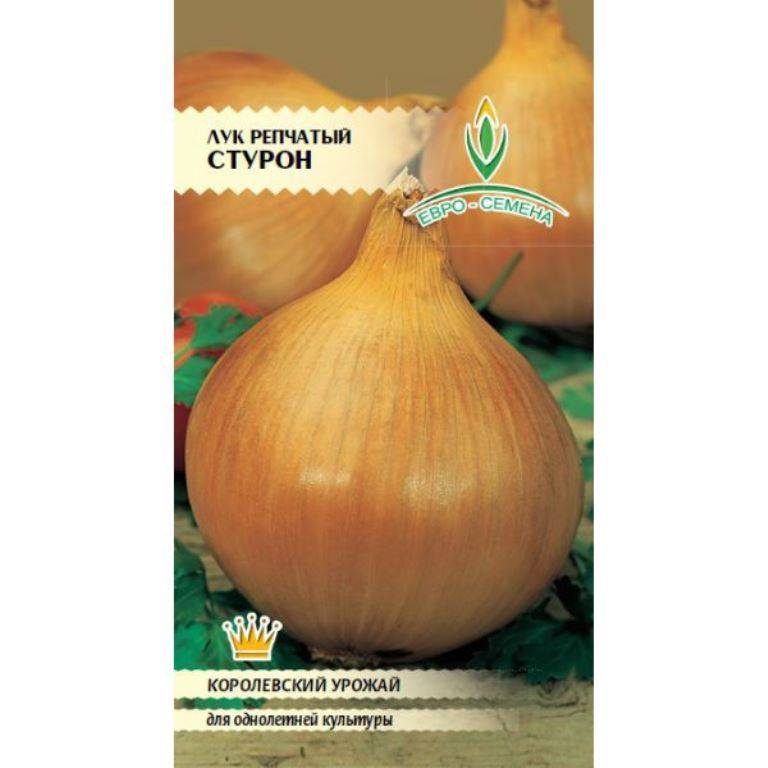 Лук стурон: описание выращивания, характеристика овоща, достоинства и недостатки сорта