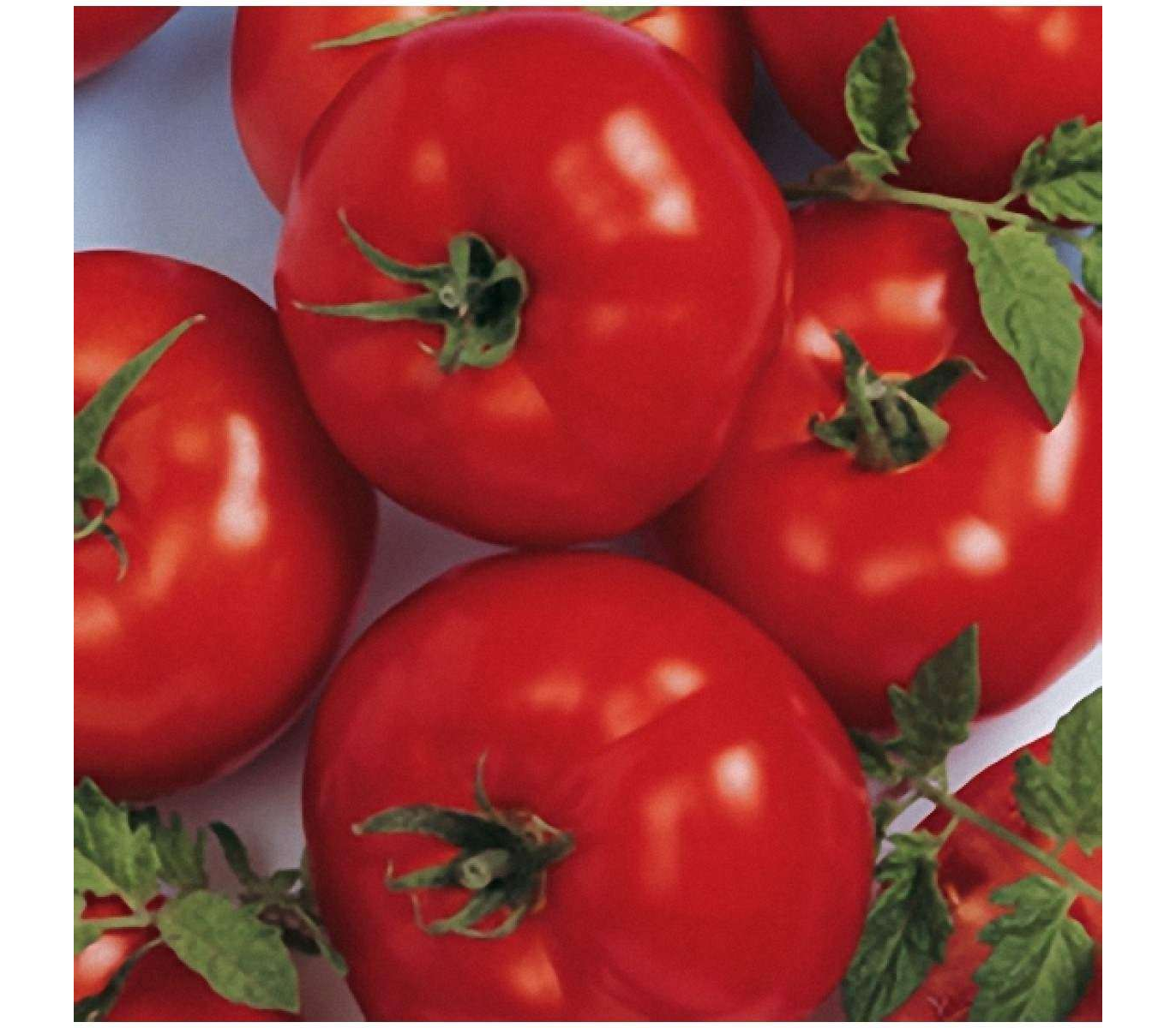 Берберана f1: идеальный томат для парников и теплиц