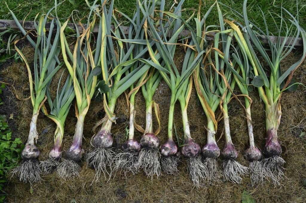Выращивание ярового и озимого чеснока: технология посадки и ухода за чесноком в открытом грунте