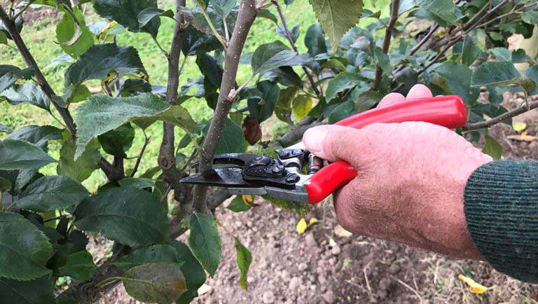 Как вырастить яблоню из веток: можно ли вообще это сделать и способы размножения