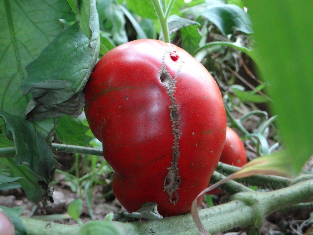 Полосатые помидоры: какие выбрать