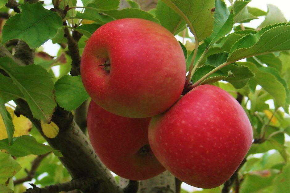 Сорт яблони пинк перл фото и описание сорта