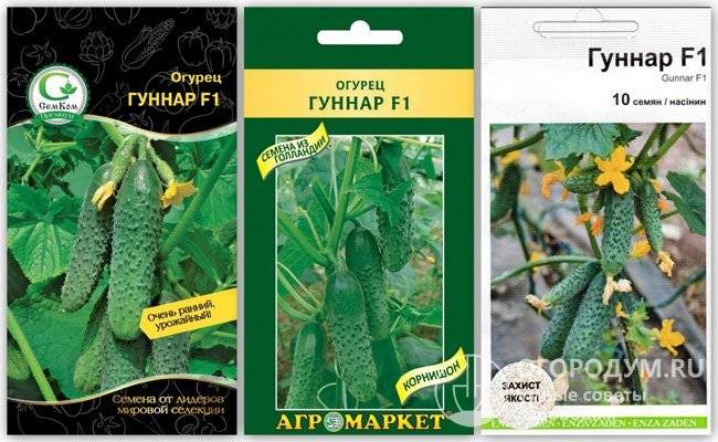 Огурец гинга f1: описание и особенности сорта, посев семян, выращивание в теплице, открытом грунте, отзывы