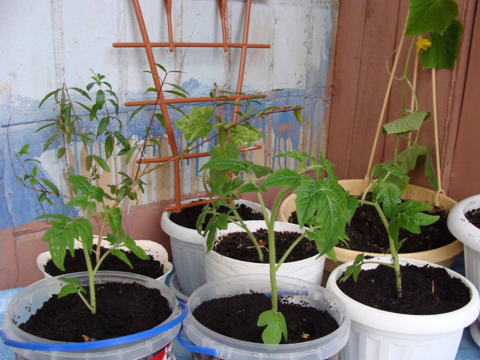 Когда пересаживать рассаду помидор в горшки: выращивание, посадка и уход с видео