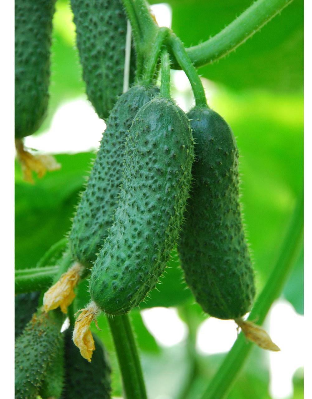 Сорт огурца кибрия: выращивание, посадка и уход, фото