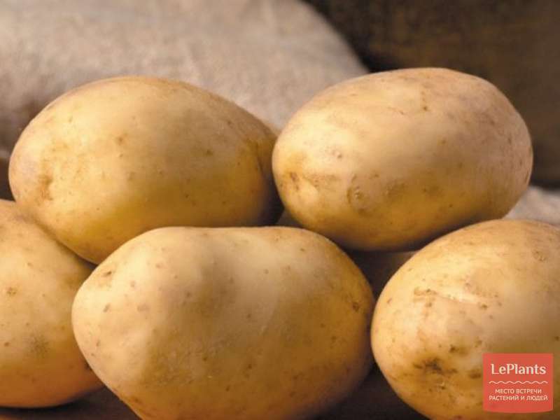 Картофель бриз: описание сорта, выращивание, отзывы