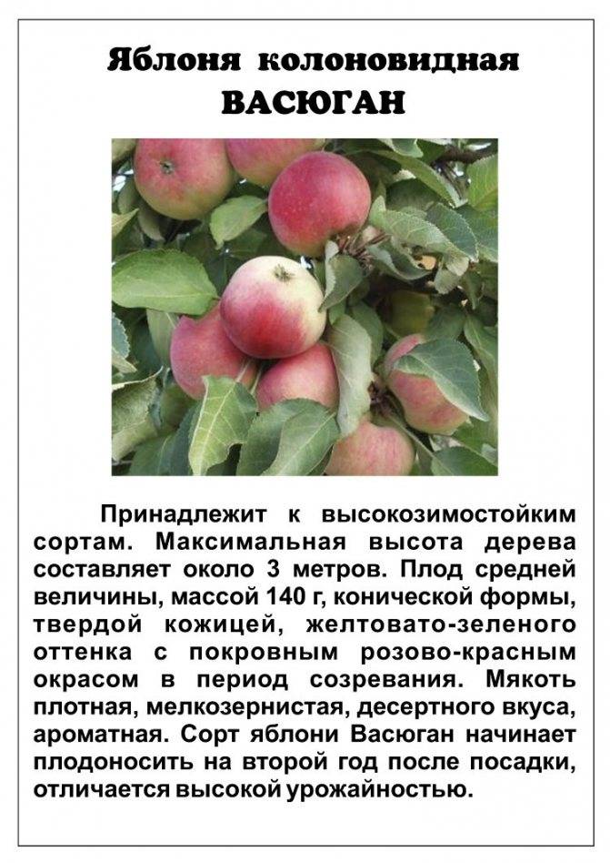 Описание сорта яблони чемпион рено: фото яблок, важные характеристики, урожайность с дерева
