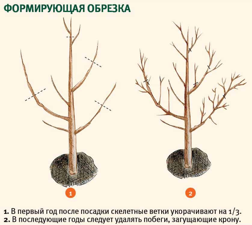 Как вырастить абрикос из косточки: можно ли, посадка и уход на даче, размножение