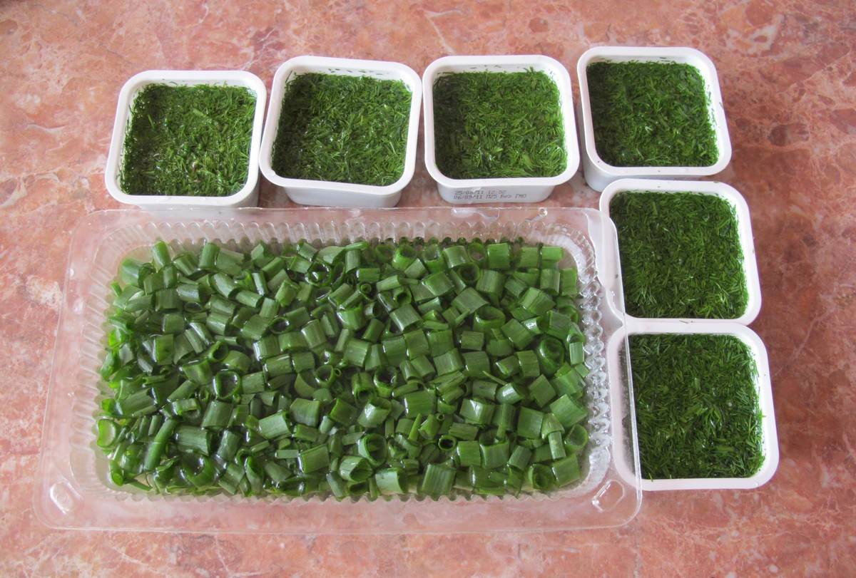 Заготавливаем зелень на зиму: можно ли замораживать зеленый лук и как это правильно сделать