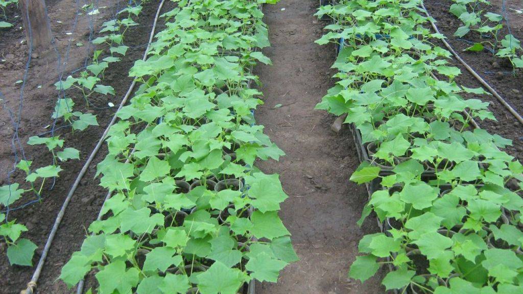 Посадка огурцов в открытый грунт семенами в 2022 году: как и когда сажать пошаговая инструкция