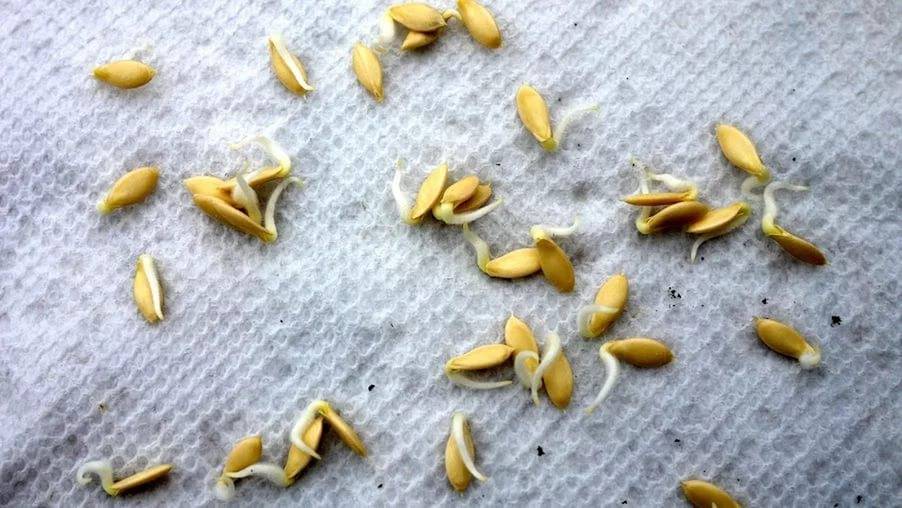 Как вырастить огурец на семена в домашних условиях: как выбрать сорт, правильная заготовка и хранение, видео - сад и дача