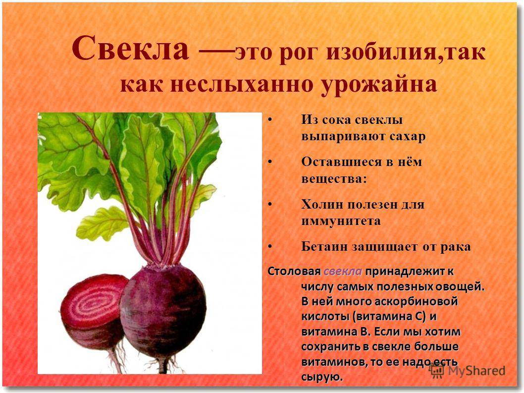Полезные свойства и противопоказания красной редьки для здоровья, описание овоща