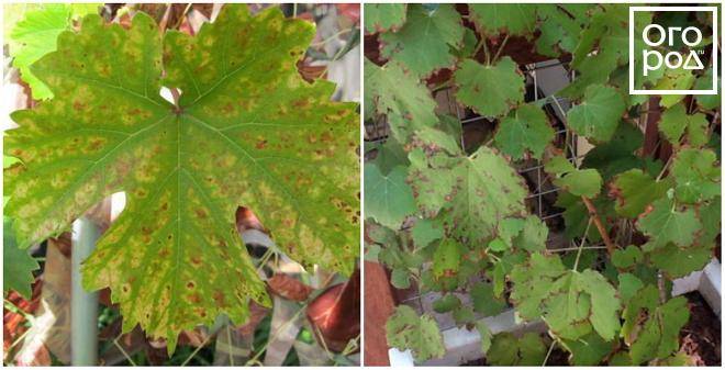 Листья винограда желтеют и скручиваются в начале лета – что делать и как избежать – сайт о винограде и вине