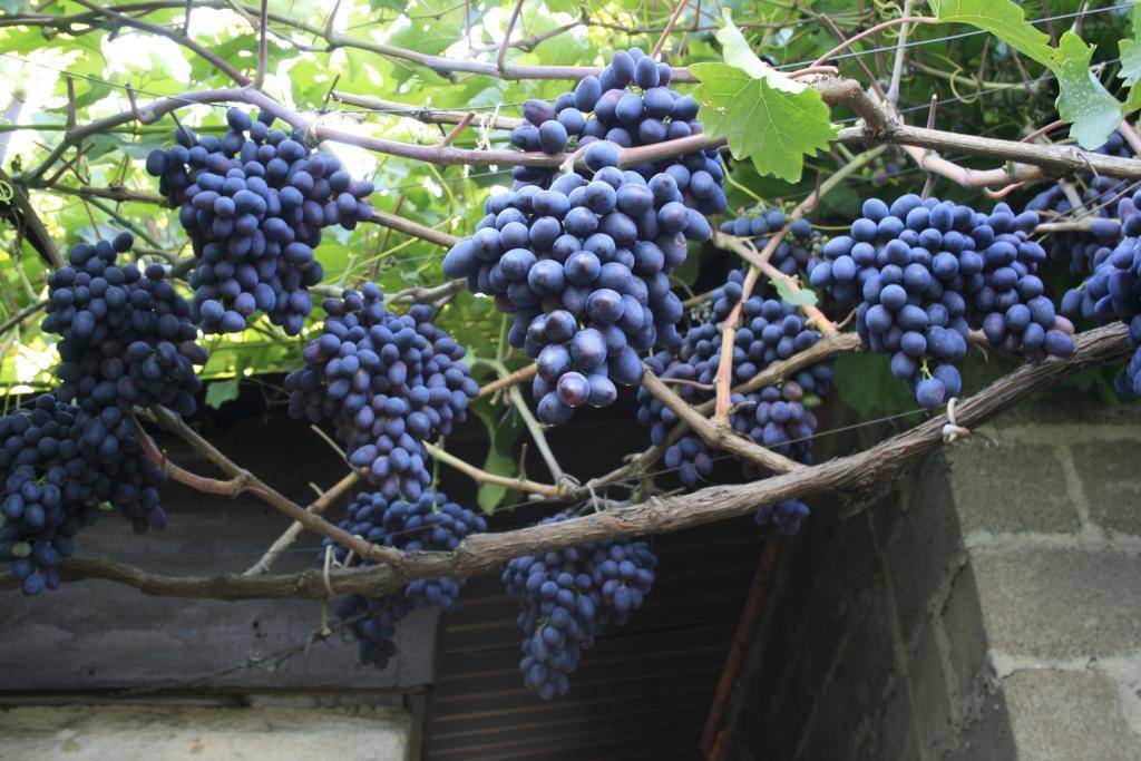Виноград фуршет. советы по выращиванию и характеристики винограда сорта фуршетный