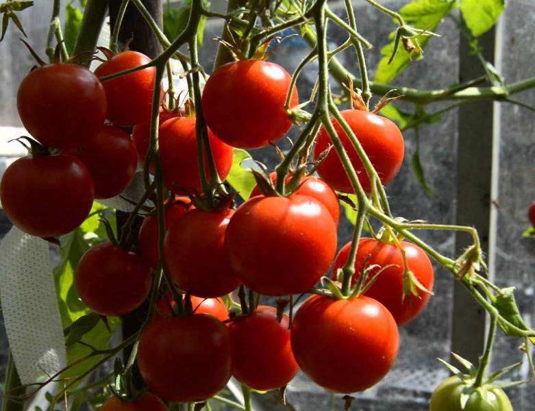 Универсальный подарок от «уральского дачника» — томат красная гвардия f1: отзывы и описание сорта
