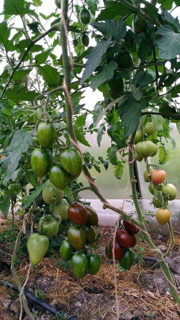 Помидоры черри для подмосковья: сорта для открытого грунта, низкорослые и для теплиц, лучшие томаты, устойчивые к фитофторе, также как подготовить семена к посадке?