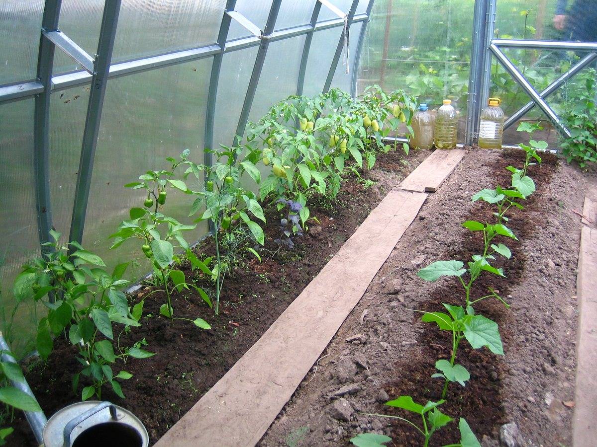 Можно ли сажать огурцы вместе с баклажанами в одной теплице: условия для выращивания